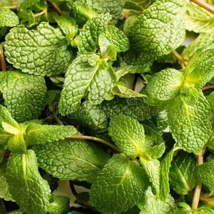 #4. Листья мяты перечной